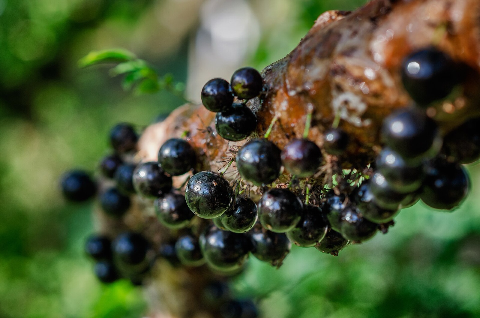 Shiny black jabuticaba fruits growing in clusters directly on the bark of the tree